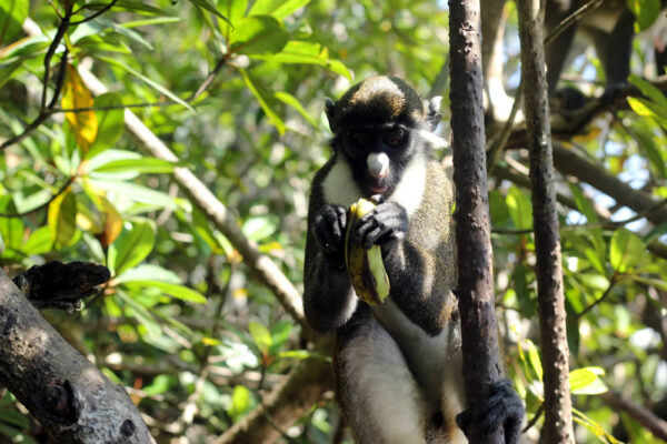 Singes à nez blanc de la Néro