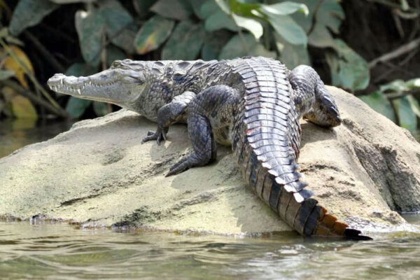 Crocodiles de la Néro