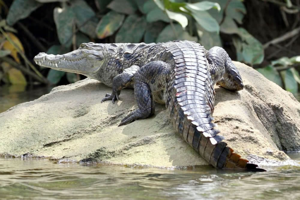 Crocodiles de la Néro